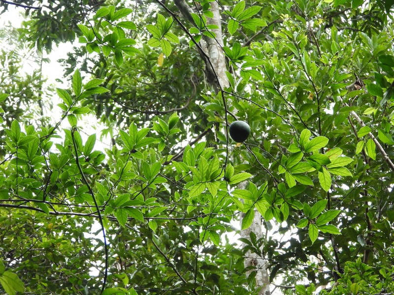 Casearia singularis photo 4