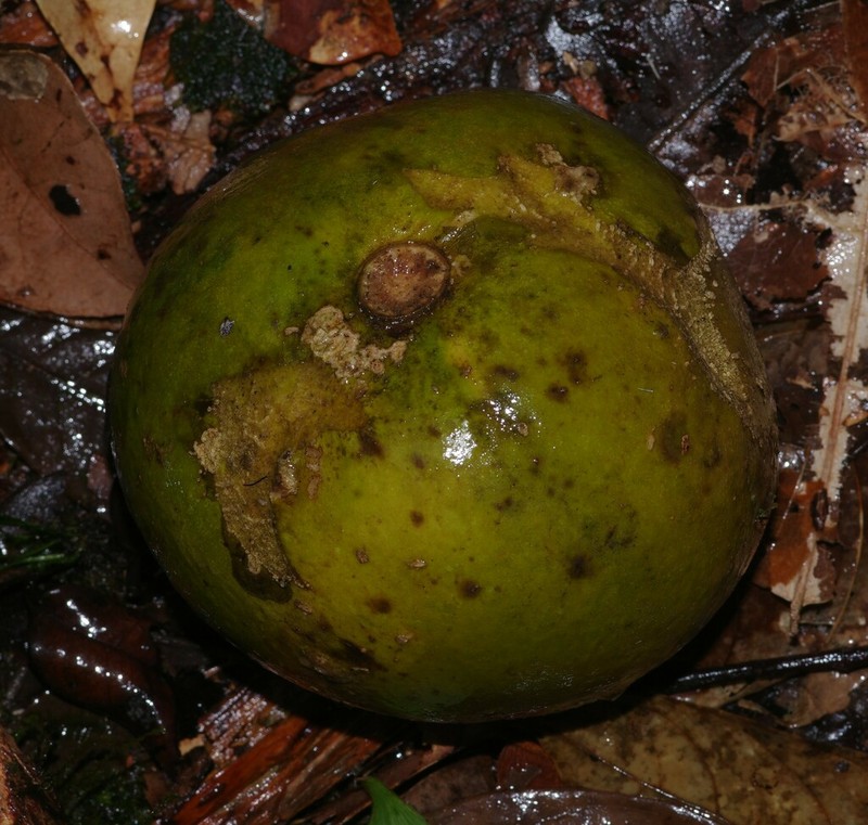 Casearia singularis photo 5