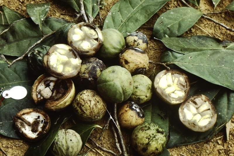 Casearia singularis photo 6