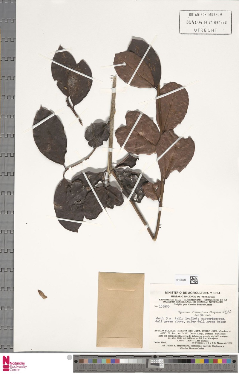 Casearia sleumeriana