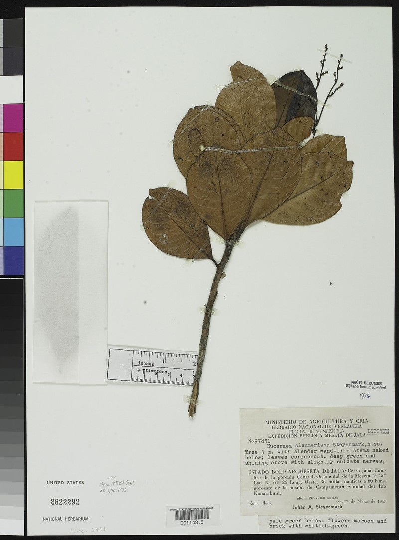 Casearia sleumeriana photo 2