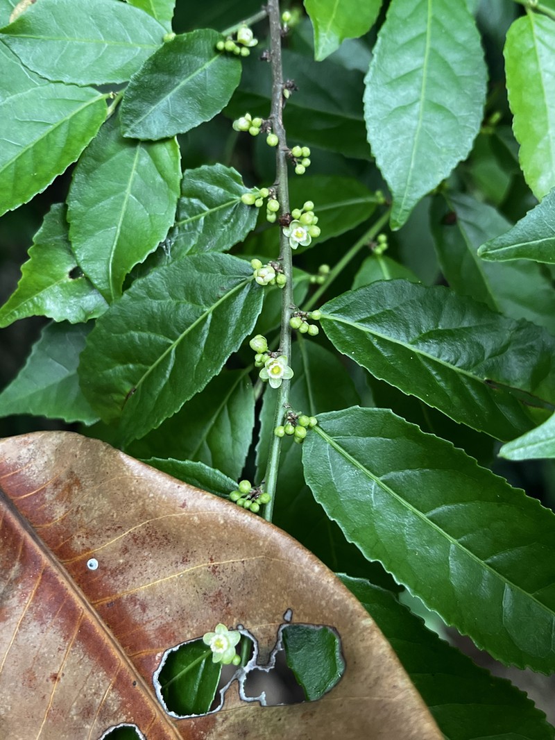 Casearia souzae photo 2