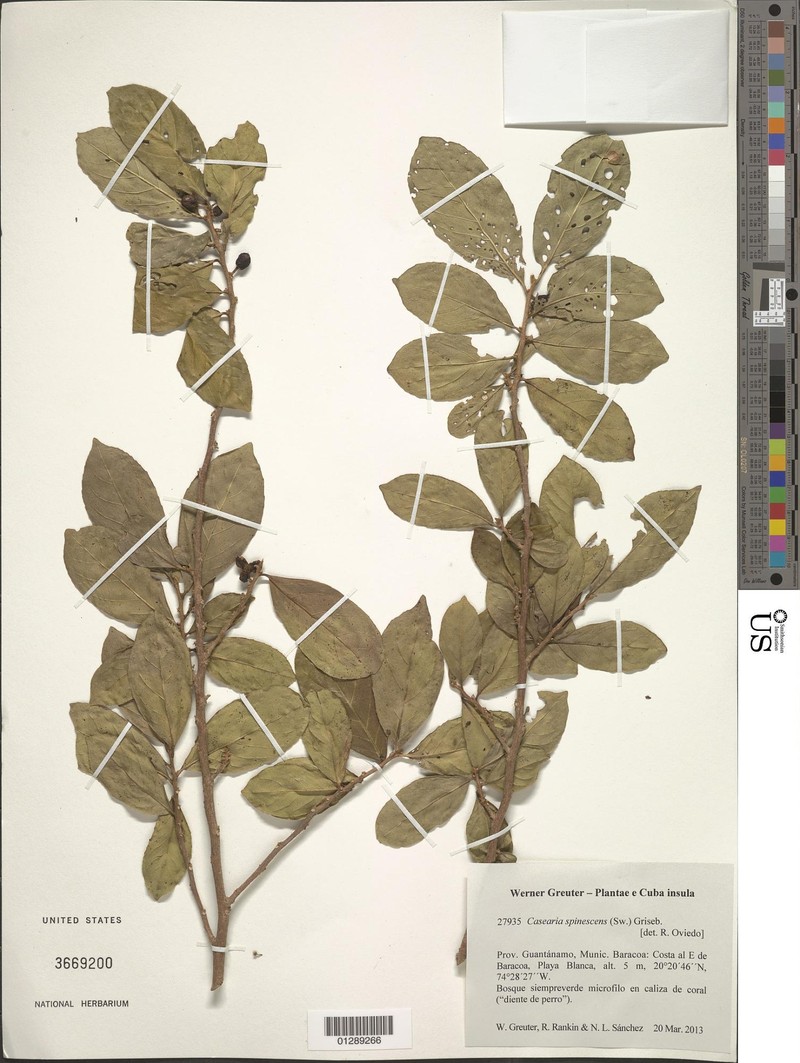 Casearia spinescens