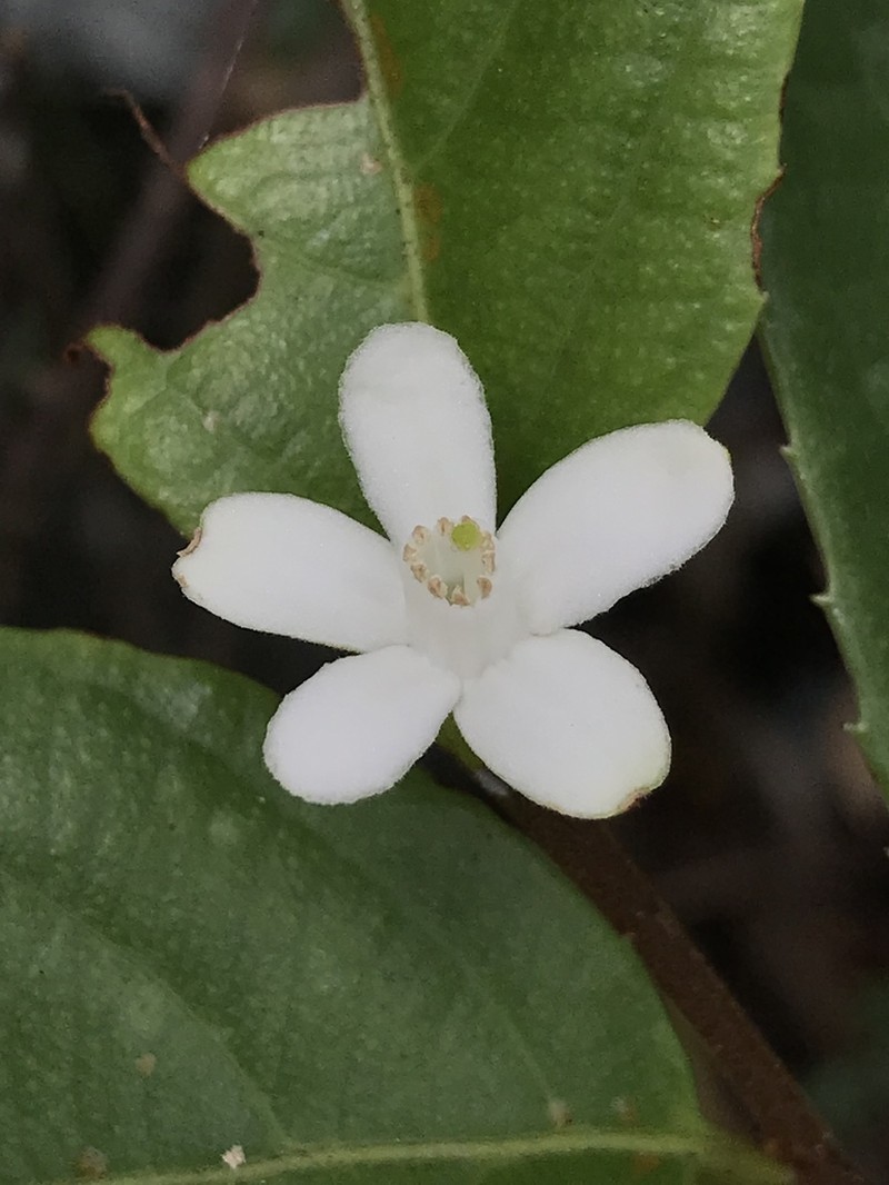 Casearia spinulosa photo 4
