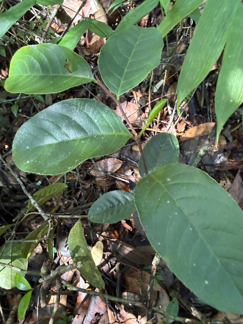 Casearia spinulosa photo 8