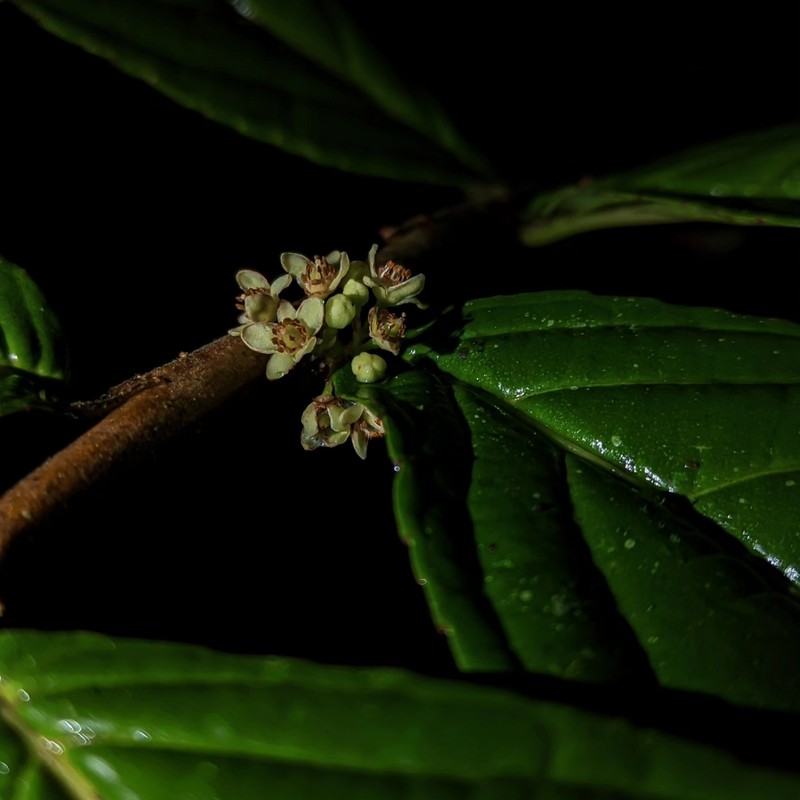 Casearia standleyana