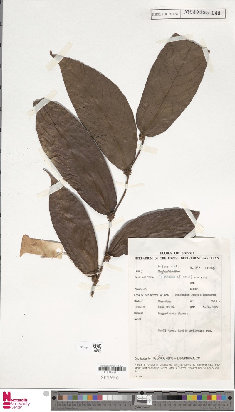 Casearia stapfiana