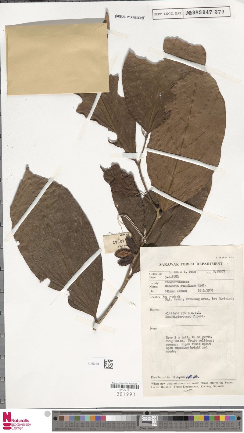 Casearia stapfiana photo 2