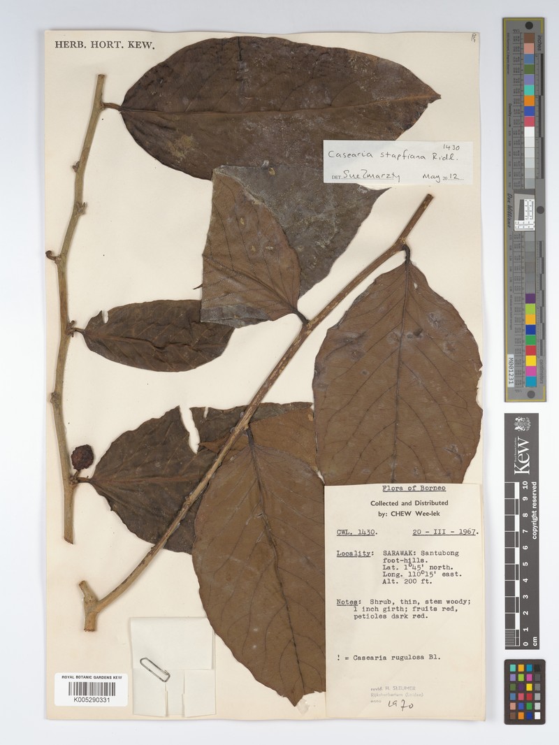 Casearia stapfiana photo 3