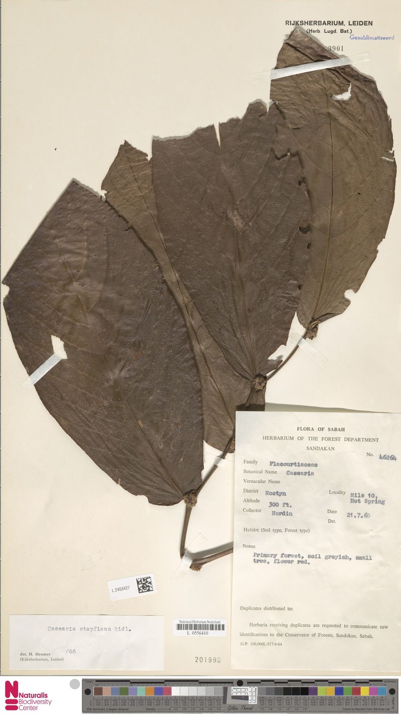 Casearia stapfiana photo 4