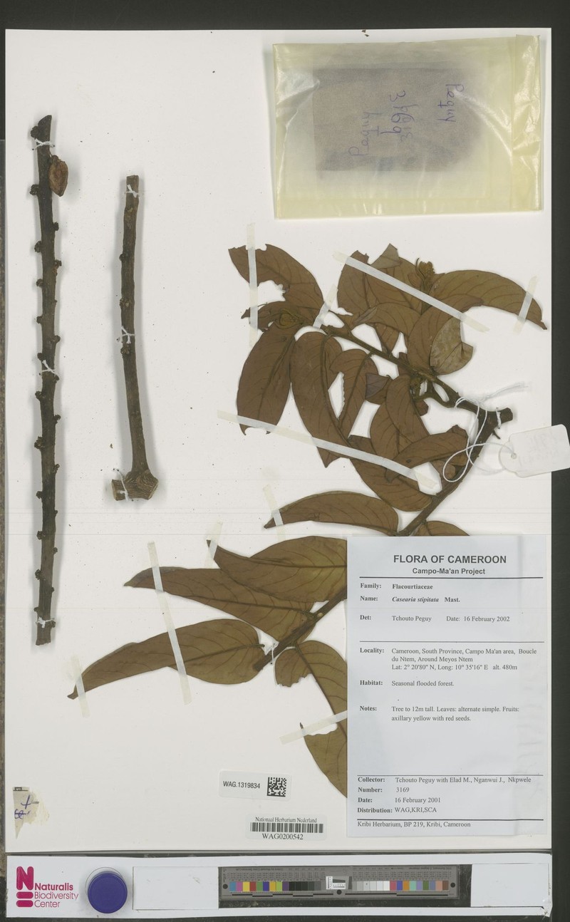 Casearia stipitata