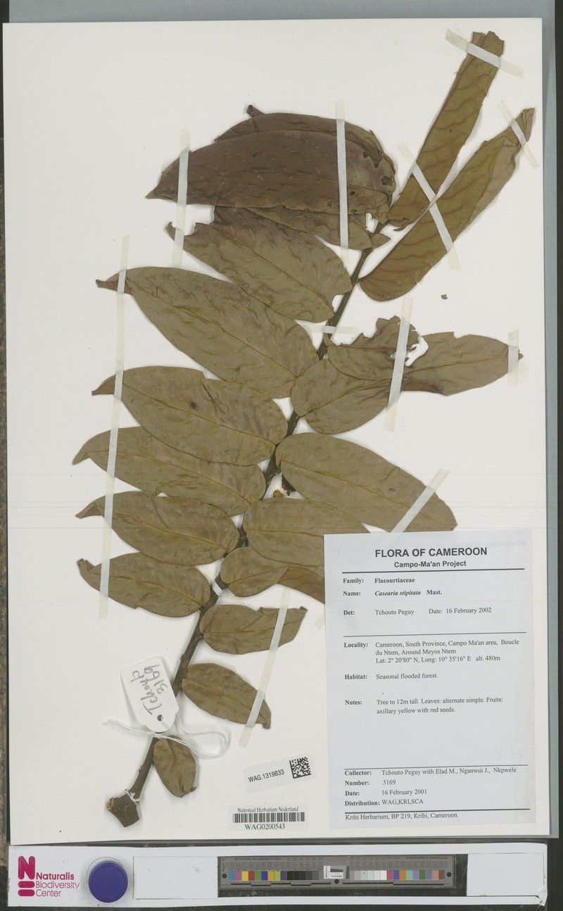 Casearia stipitata photo 2