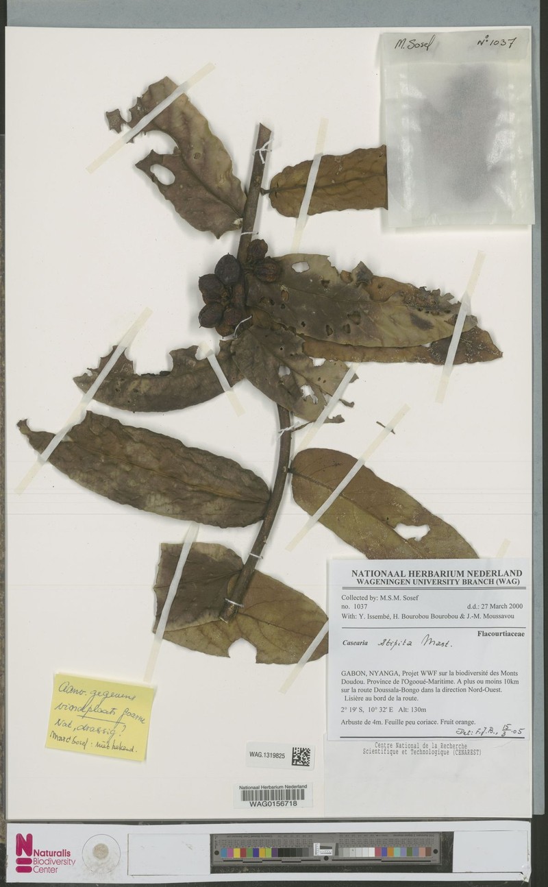 Casearia stipitata photo 3