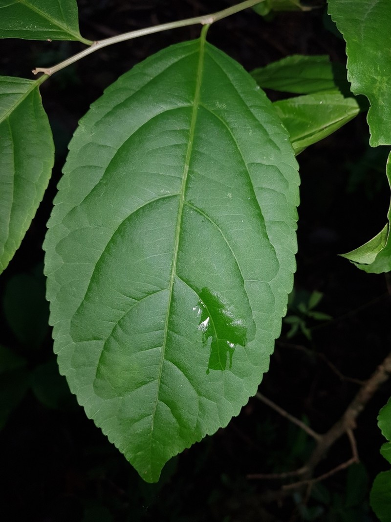 Casearia stjohnii