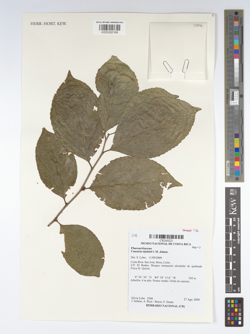 Casearia stjohnii photo 2