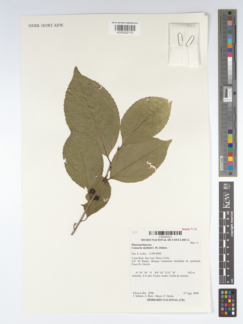 Casearia stjohnii photo 3