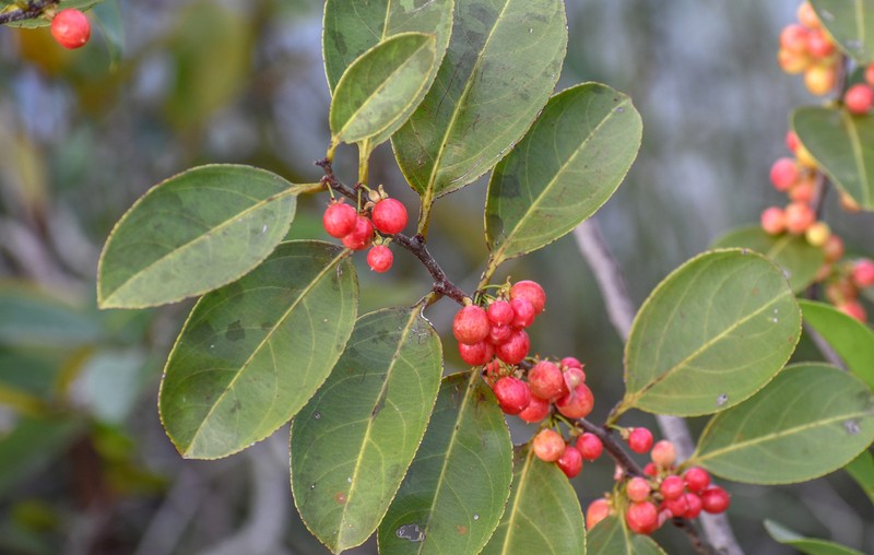 Casearia suaveolens