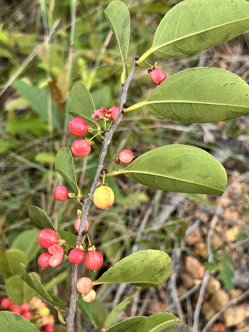 Casearia suaveolens photo 2