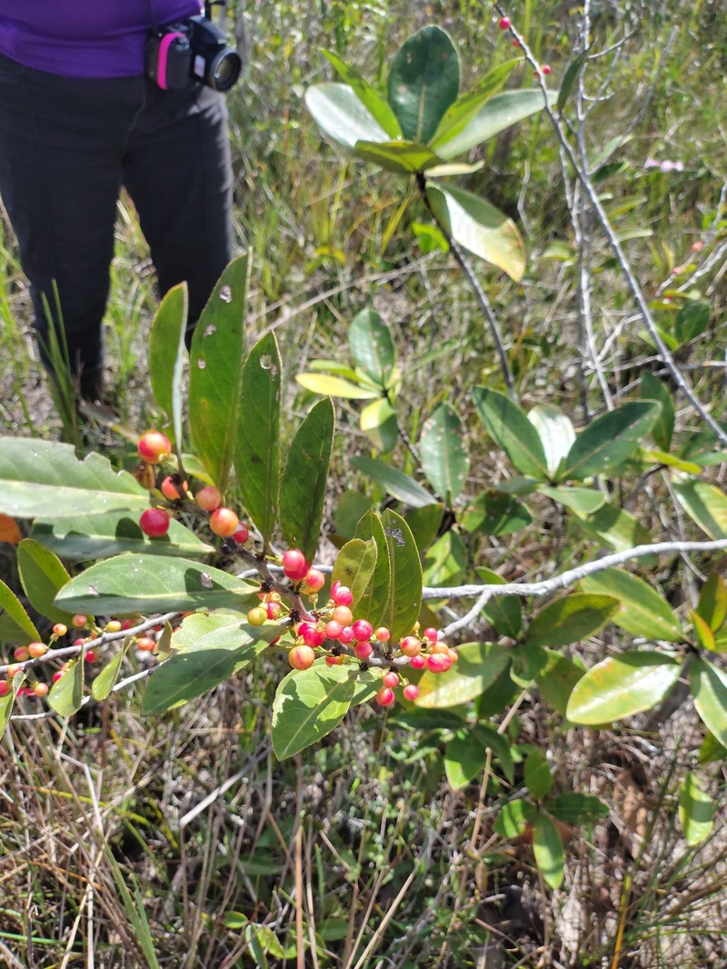 Casearia suaveolens photo 5