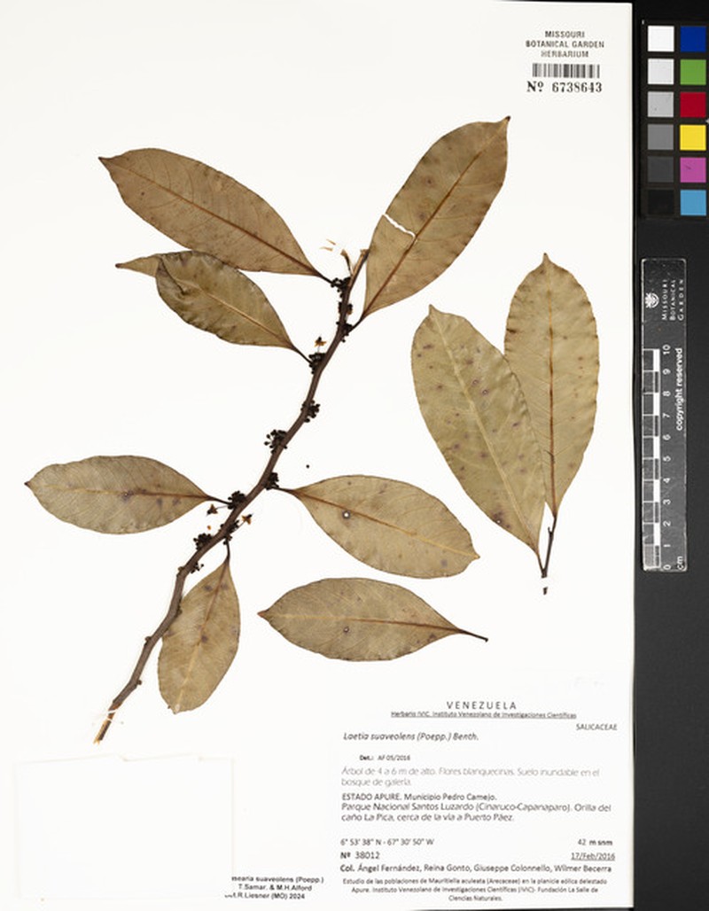 Casearia suaveolens photo 6