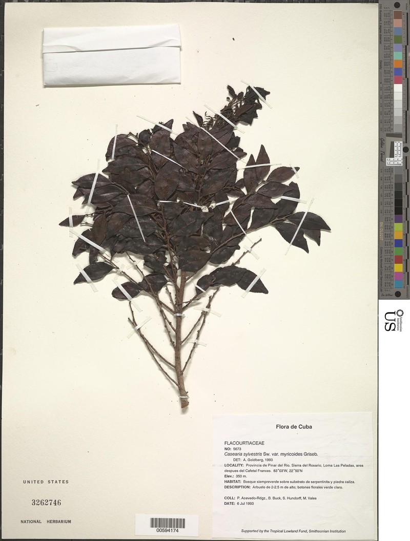 Casearia sylvestris subsp. myricoides