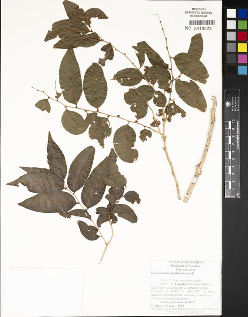 Casearia sylvestris subsp. sylvestris