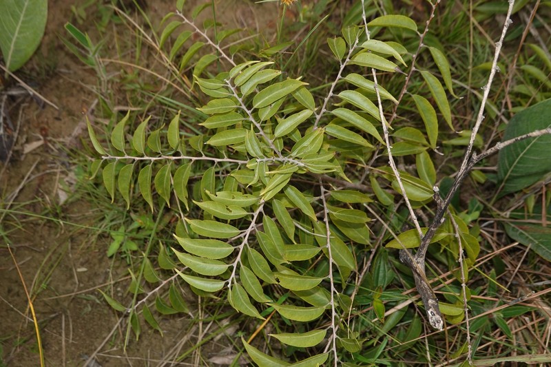 Casearia sylvestris var. lingua