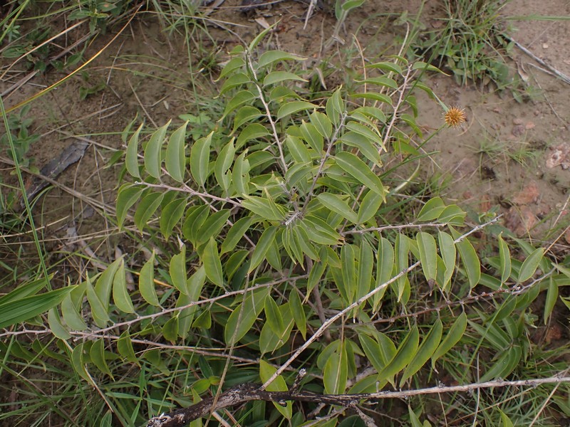 Casearia sylvestris var. lingua photo 2