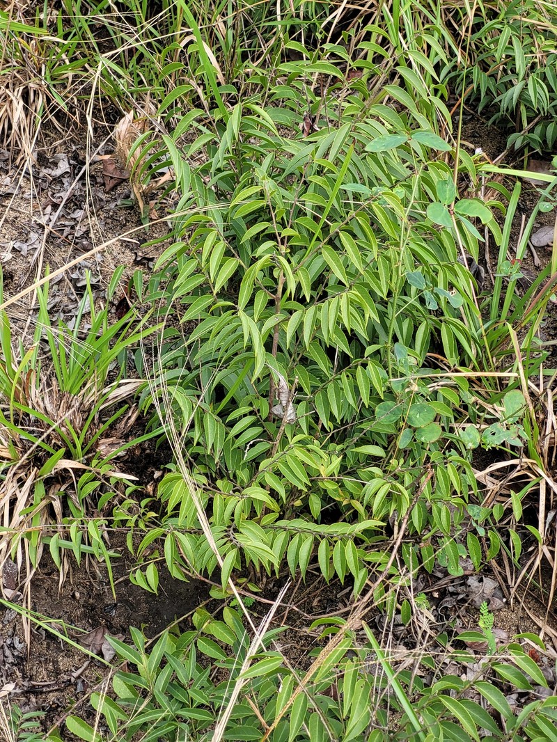 Casearia sylvestris var. lingua photo 3