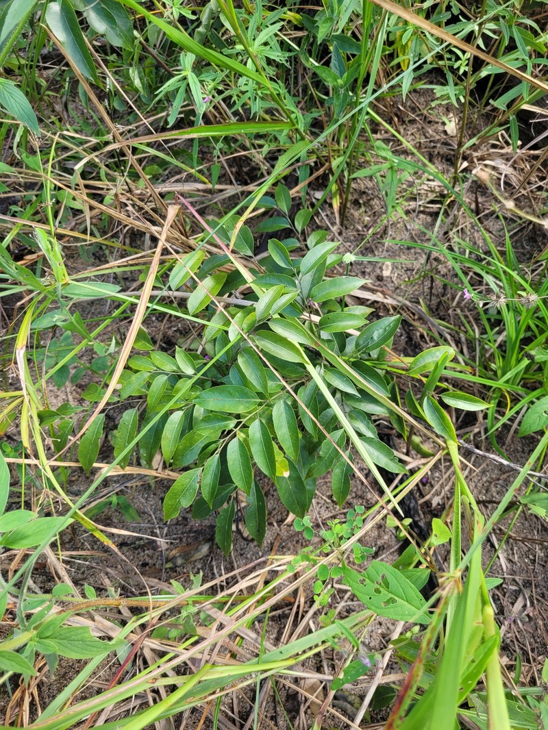 Casearia sylvestris var. lingua photo 4