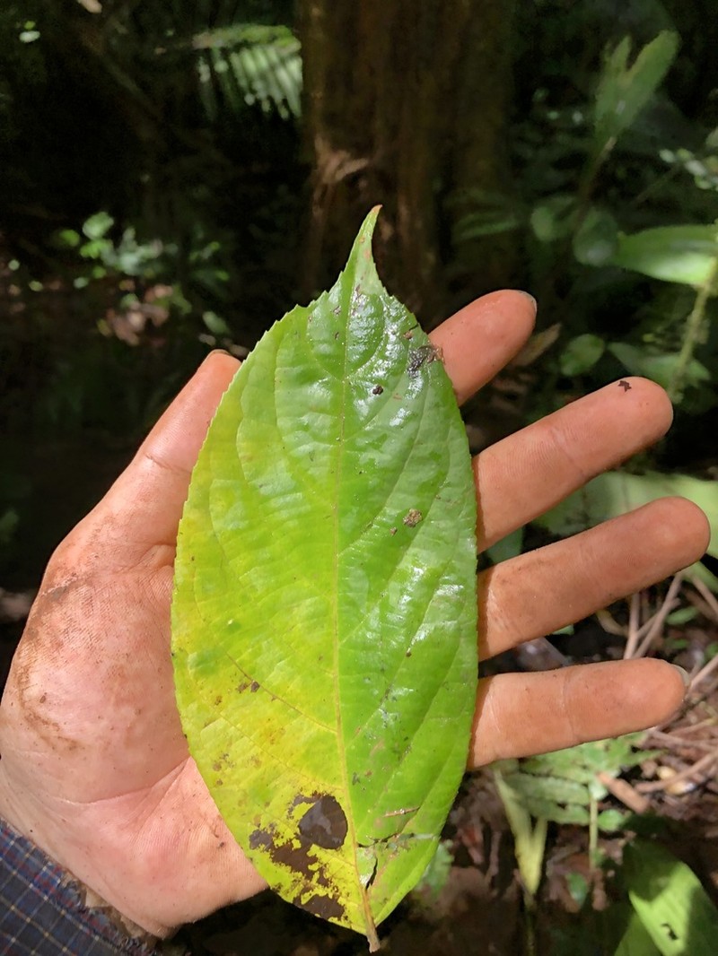 Casearia tacanensis