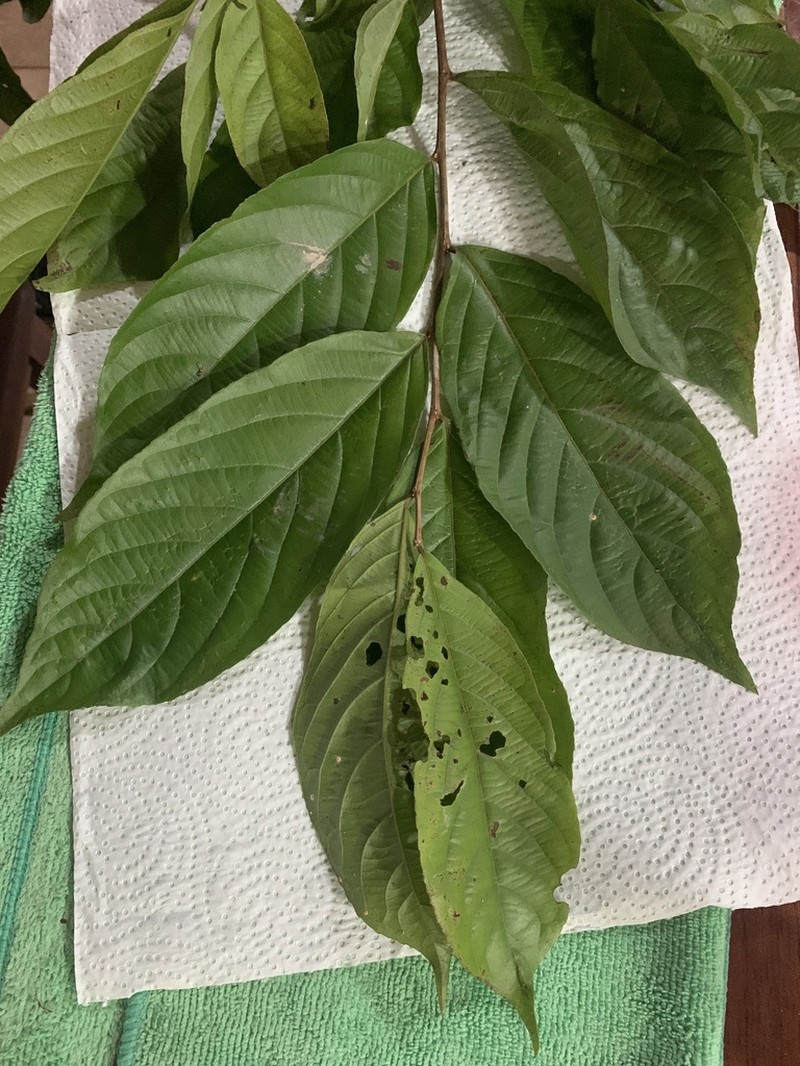 Casearia tacanensis photo 2