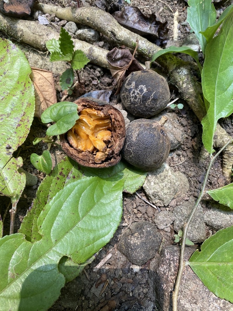 Casearia tacanensis photo 3