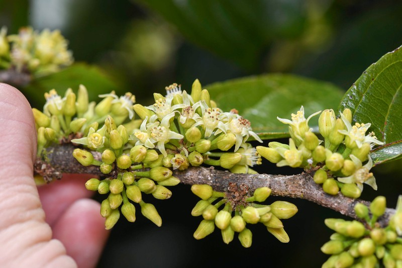 Casearia tacanensis photo 4