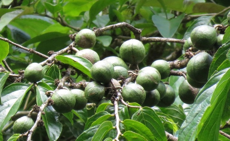 Casearia tacanensis photo 5