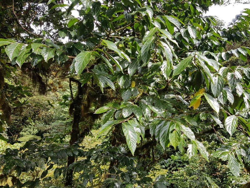 Casearia tacanensis photo 6
