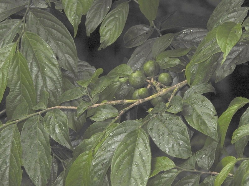 Casearia tacanensis photo 7