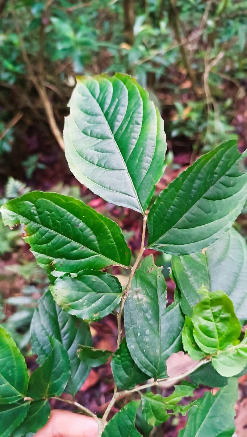 Casearia tachirensis photo 2