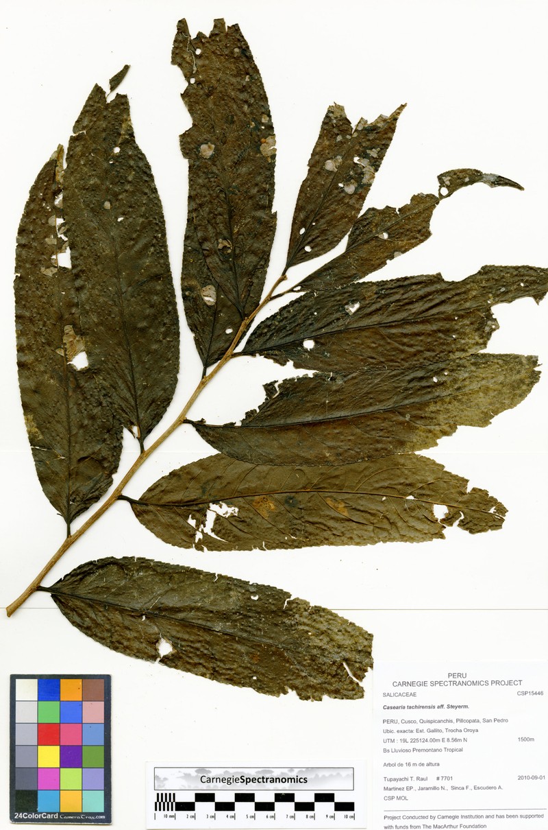 Casearia tachirensis photo 3