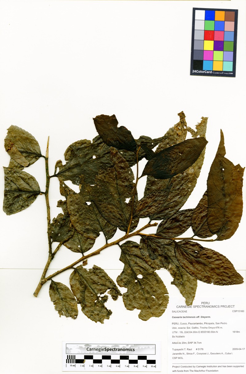 Casearia tachirensis photo 4