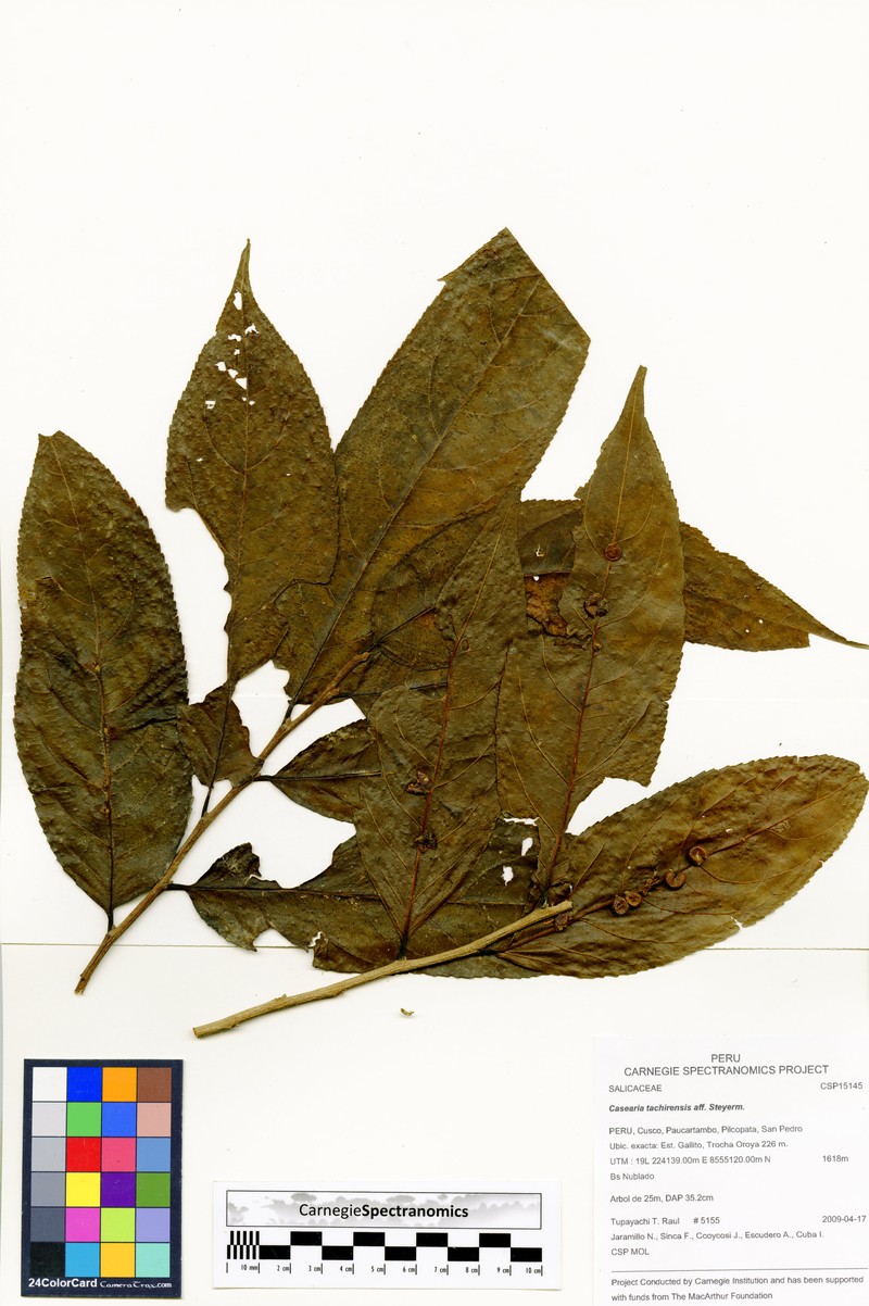 Casearia tachirensis photo 5