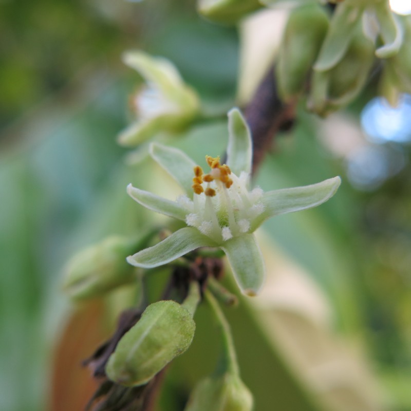 Casearia tachirensis