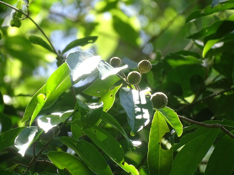 Casearia thamnia