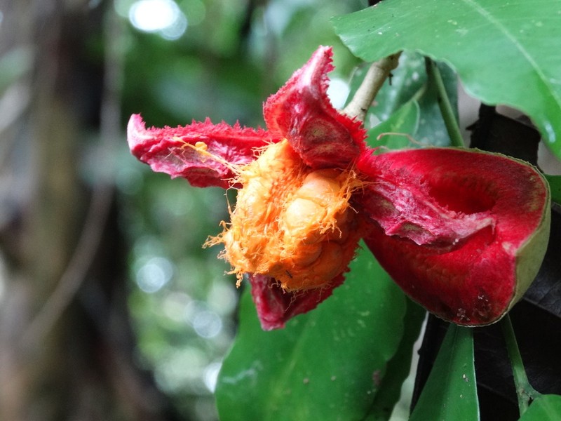 Casearia thamnia photo 2