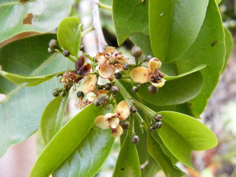 Casearia thamnia photo 3