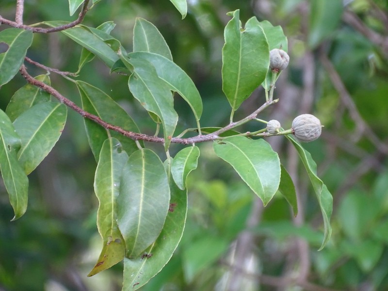 Casearia thamnia photo 4