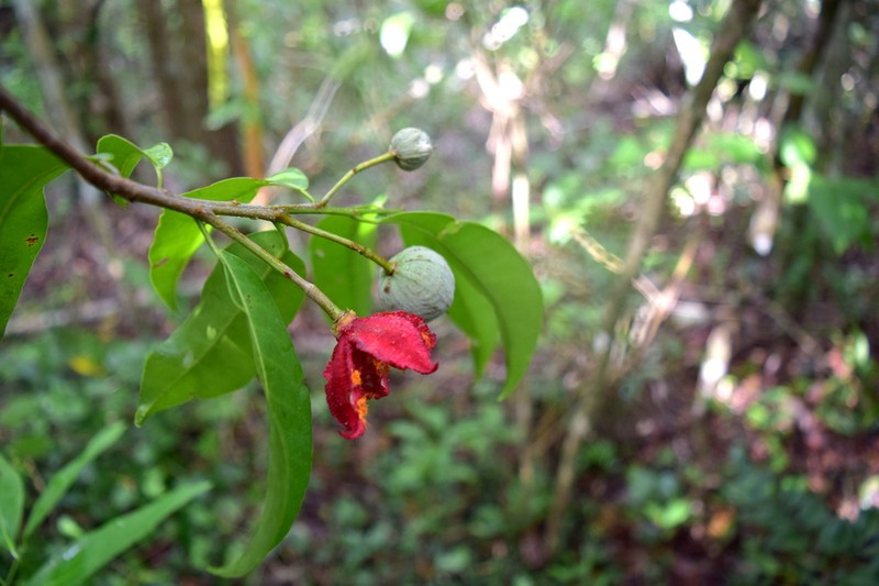 Casearia thamnia photo 6
