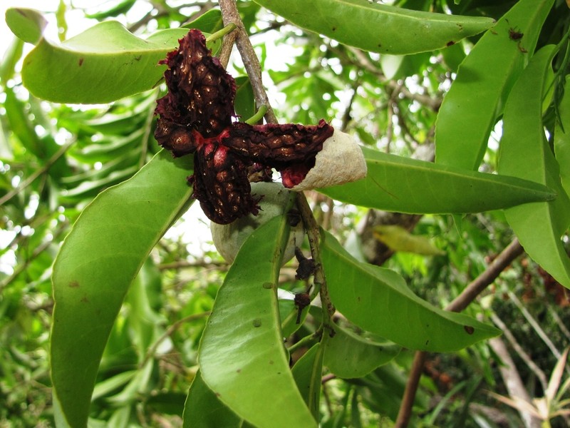 Casearia thamnia photo 8