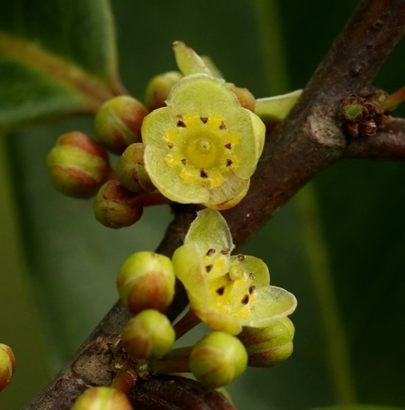 Casearia thwaitesii