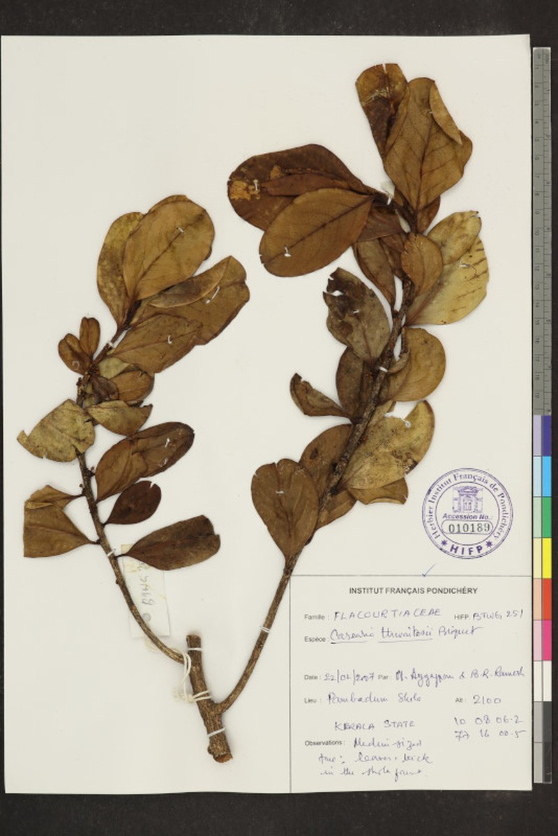 Casearia thwaitesii photo 2